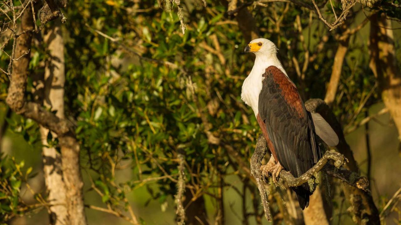 Hotel Kwalucia Private Safari Retreat Saint Lucia Estuary Exterior foto