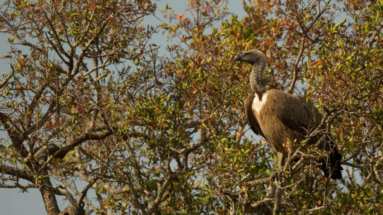 Hotel Kwalucia Private Safari Retreat Saint Lucia Estuary Exterior foto